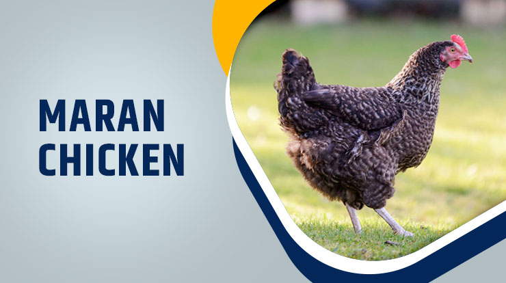 Maran Chicken