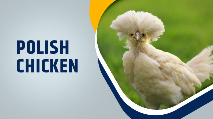 Polish Chicken 