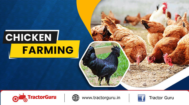 Chicken Farming: Types of Chicken, Rearing with Advantage