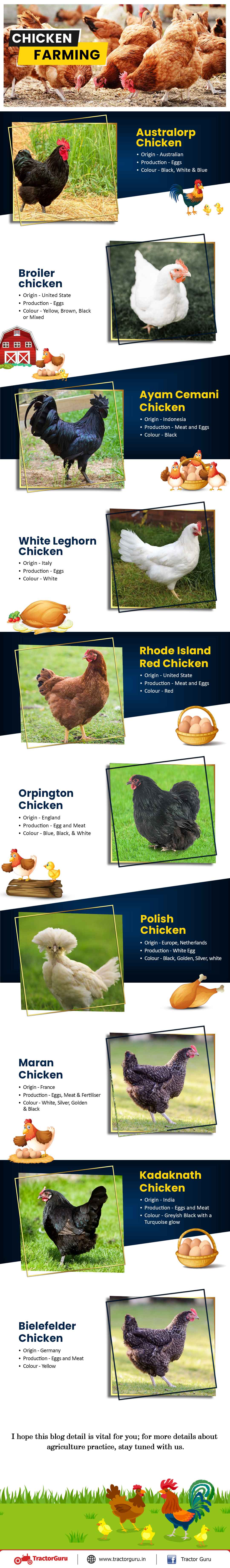 chicken farming - infographic