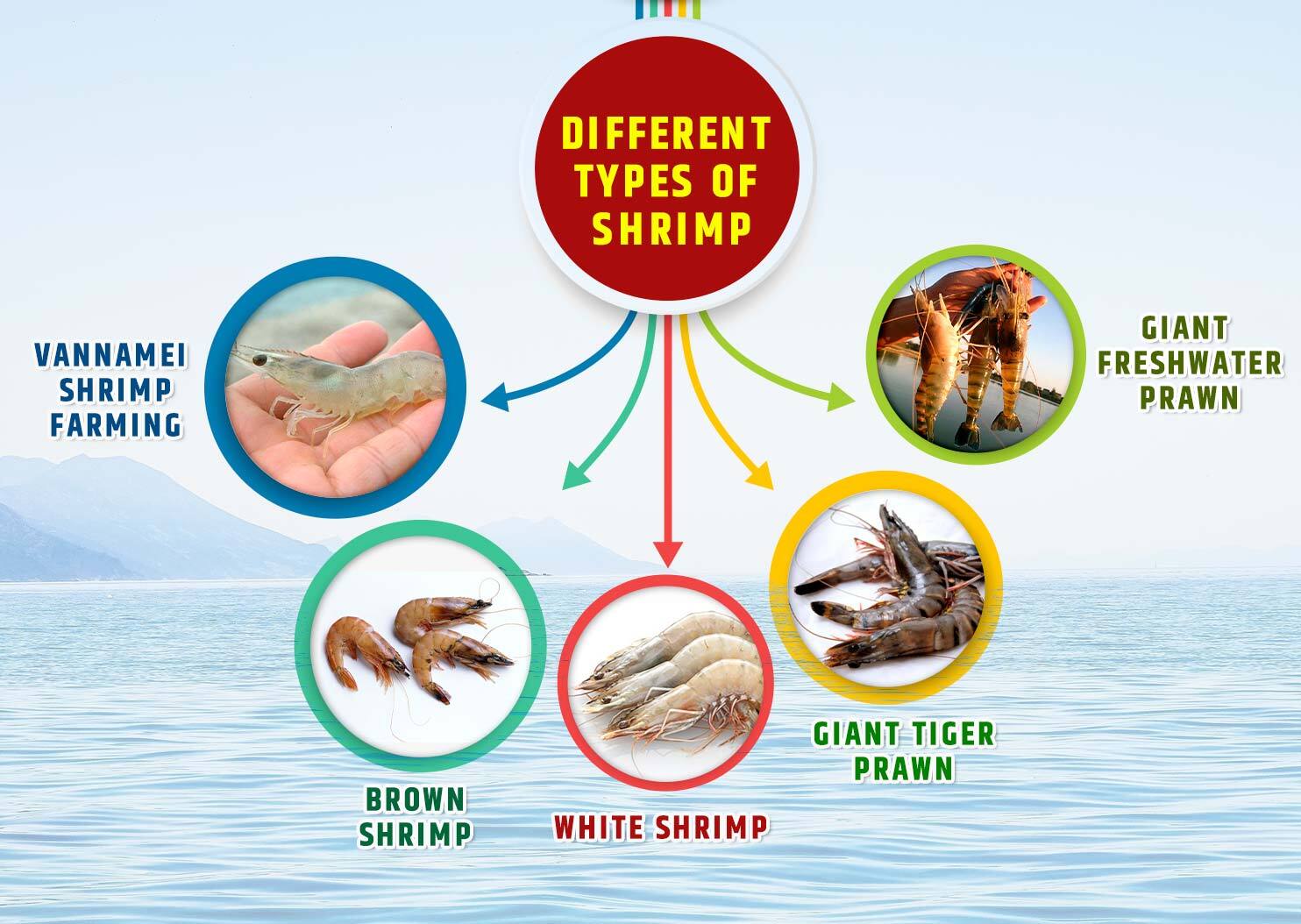 Different Types of Shrimp