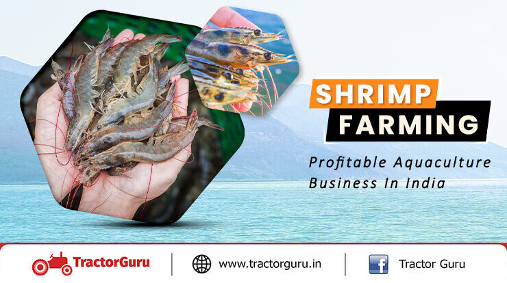 Shrimp Farming - Profitable Aquaculture Business In India