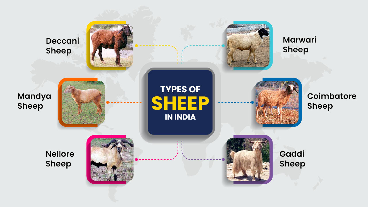 Types of Sheep in India