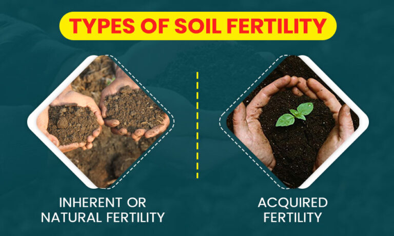 how-to-improve-soil-fertility-tips-methods-and-importance