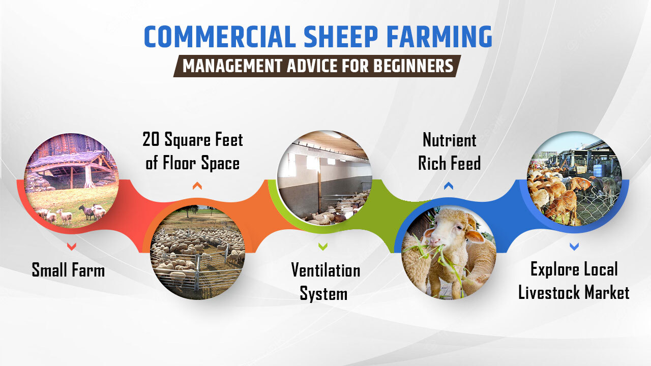 Commercial Sheep Farming Management Advice for Beginners