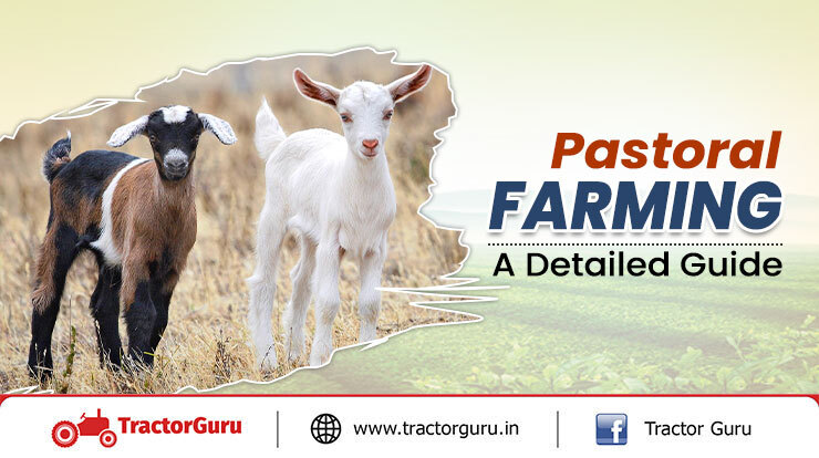 Pastoral Farming A Detailed Guide