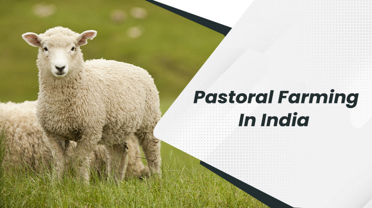 Pastoral Farming In India 