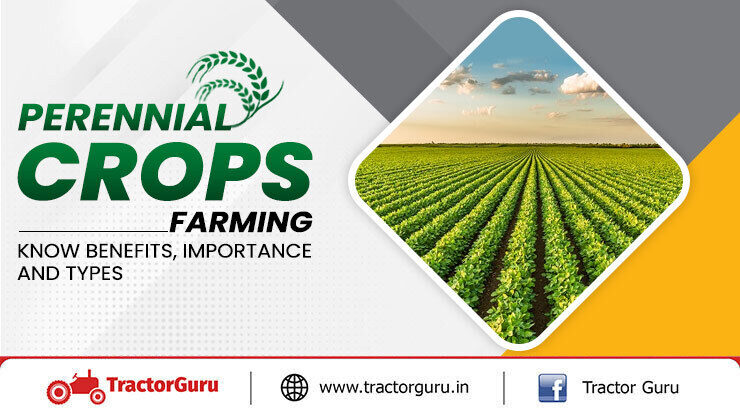 Perennial Crops Farming - Know Benefits, Importance And Types