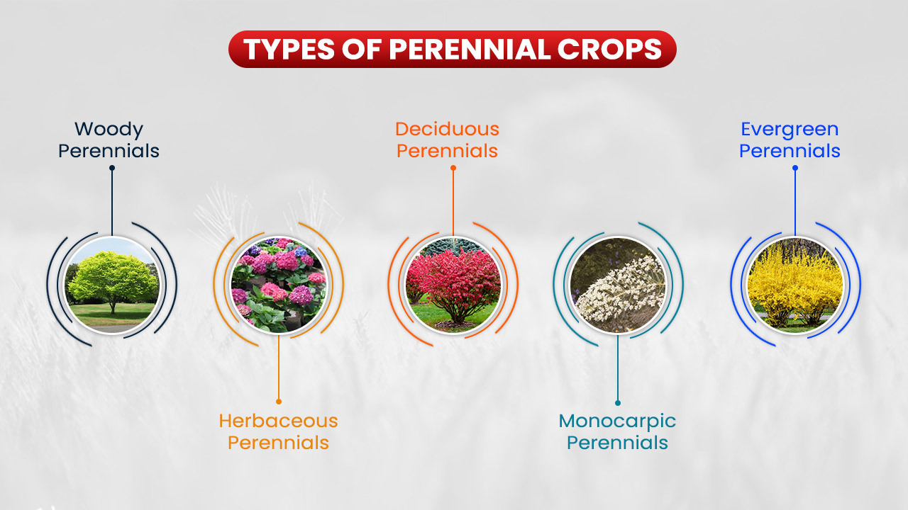 Types Of Perennial Crops
