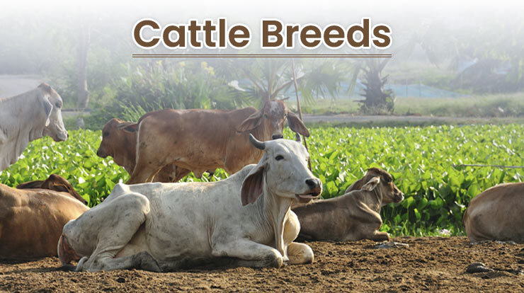 Breeds Of Cattle Farming 