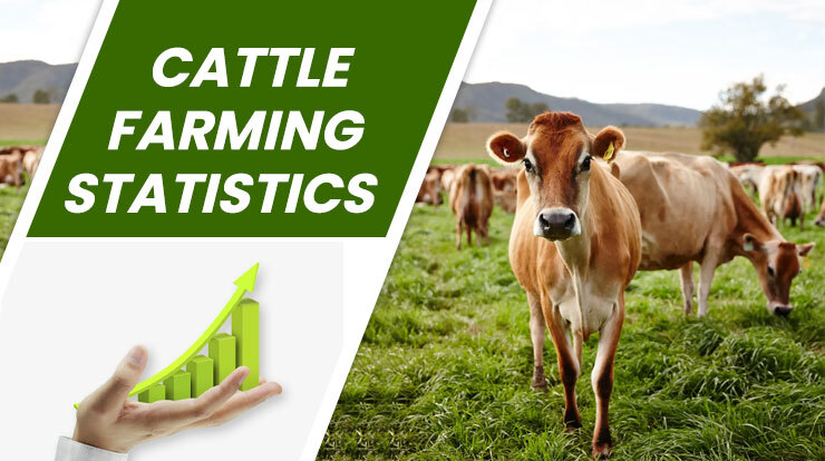 Cattle Farming Statistics