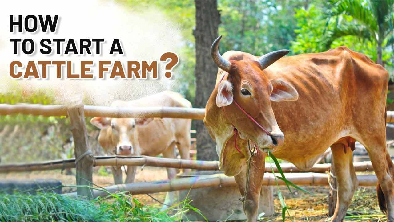 How to start a Cattle Farm