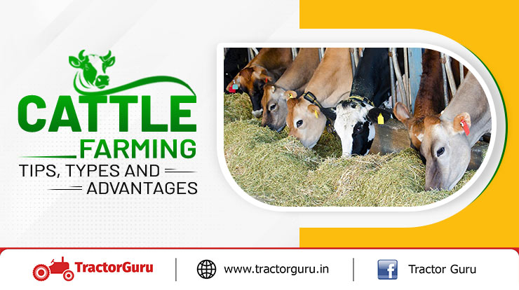 What is Cattle Farming Tips and Types Explained