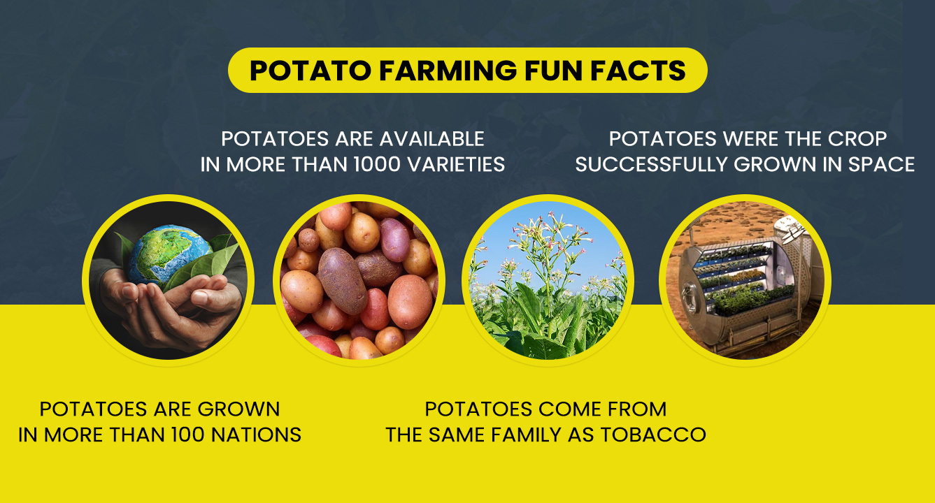 Fun Fact Potato Farming