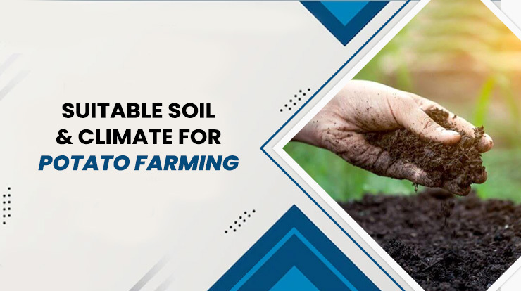 Suitable Soil & Climate For Potato Farming