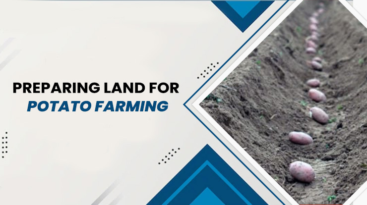 Preparing The Land For Potatoes Crop Duration