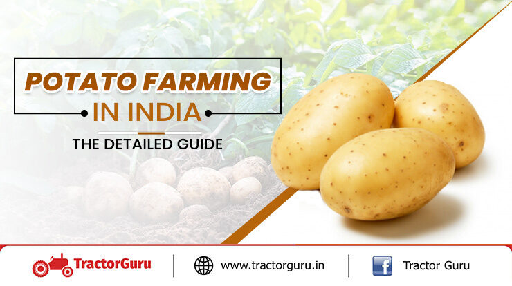 Potato Farming Process - Cultivation, Planting & Harvesting