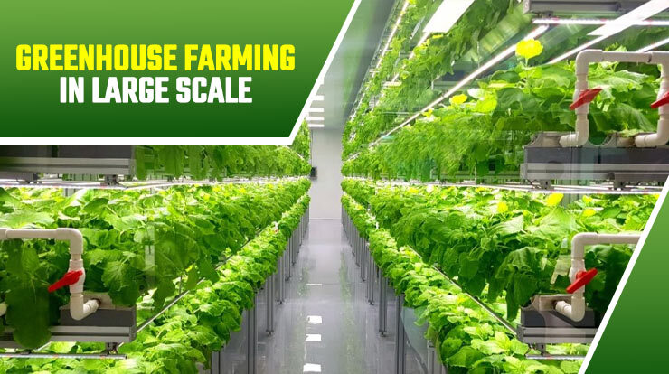  Greenhouse Farming in Large Scale
