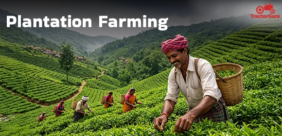 Plantation Farming