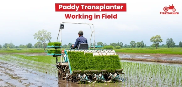 Paddy Transplanter Working in Field - 3