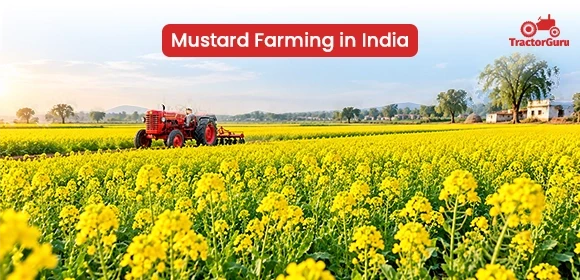 tractor driving through a flowering yellow mustard field.