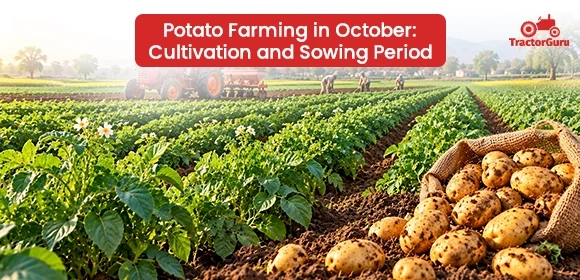 Potato crop field with freshly harvested potatoes spilling from a sack.