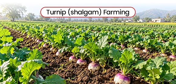 A field of fresh turnip crops growing in soil rows titled Turnip (shalgam) Farming
