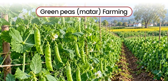 green pea plants with pods growing on vines 