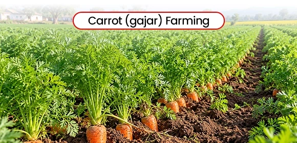 orange carrots growing in agricultural soil rows 